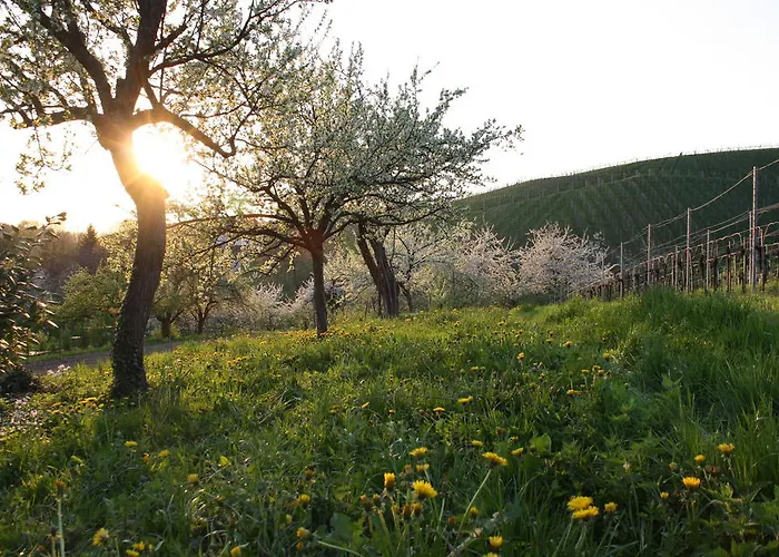 Gæstehus Am Weinberg Sasbachwalden